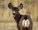 Featured Full Photo