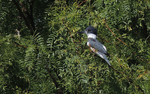 2015-10-05 :3: Shooting Birds and Such :: outdoor_lover