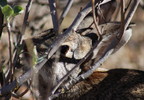 photo thumbnail #7