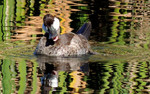 photo thumbnail #15