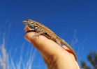 photo thumbnail #7