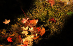 photo thumbnail #9