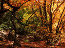 photo thumbnail #15