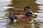 photo thumbnail #5