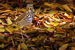 photo thumbnail #12