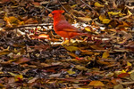 photo thumbnail #13