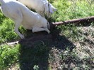 photo thumbnail #8