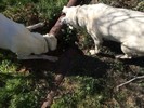 photo thumbnail #9