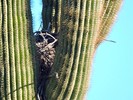photo thumbnail #9
