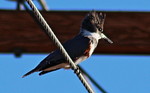 photo thumbnail #10