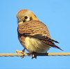 photo thumbnail #5