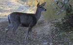 photo thumbnail #12