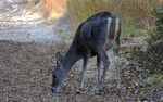 photo thumbnail #13
