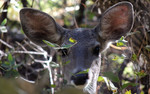 photo thumbnail #2