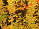 photo thumbnail #15