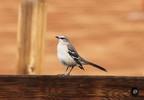 photo thumbnail #4