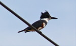 photo thumbnail #7