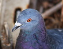 photo thumbnail #12