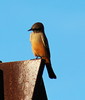 photo thumbnail #8