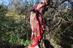 photo thumbnail #8