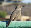 photo thumbnail #2