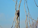 photo thumbnail #4