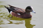 photo thumbnail #5
