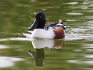 photo thumbnail #10