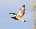 2015-12-12 :2: Riparian Preserve at Water Ranch - Gilbert :: gummo