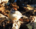 photo thumbnail #2