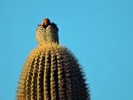 photo thumbnail #4