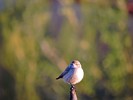 photo thumbnail #6