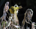 photo thumbnail #4