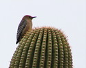 photo thumbnail #1