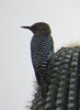 photo thumbnail #4