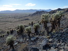 photo thumbnail #5