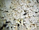 photo thumbnail #12