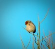 photo thumbnail #12