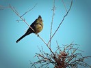 photo thumbnail #13
