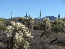 photo thumbnail #13