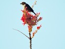 photo thumbnail #15