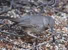 photo thumbnail #11