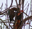 photo thumbnail #3