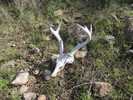 photo thumbnail #9
