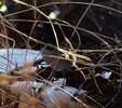 photo thumbnail #14