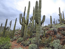 photo thumbnail #12