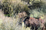 photo thumbnail #11