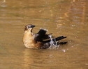 photo thumbnail #13
