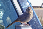 photo thumbnail #3