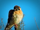 photo thumbnail #2